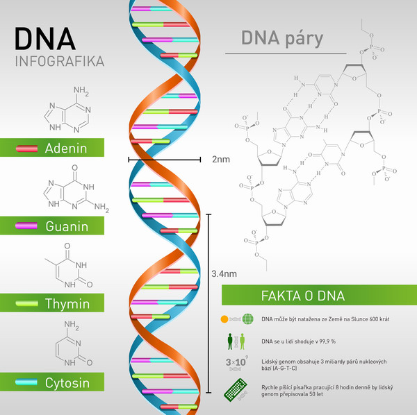 Jak funguje lidsk DNA? 